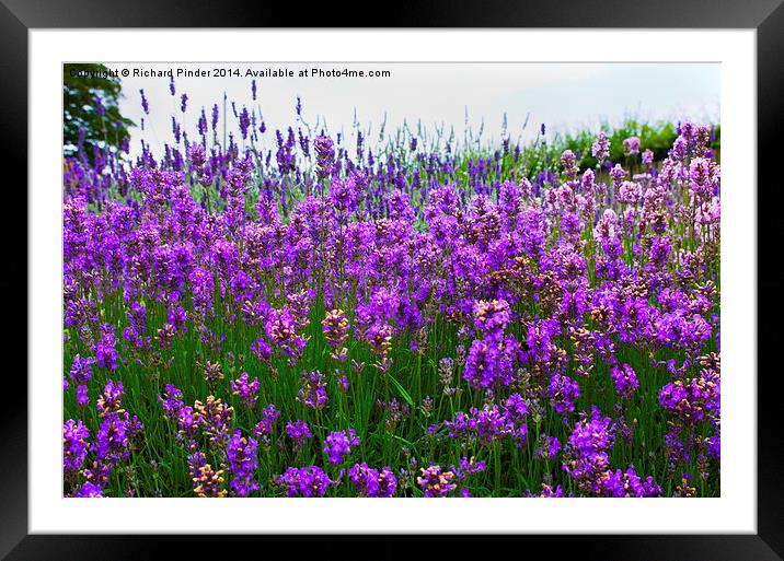  Lavender Field Framed Mounted Print by Richard Pinder