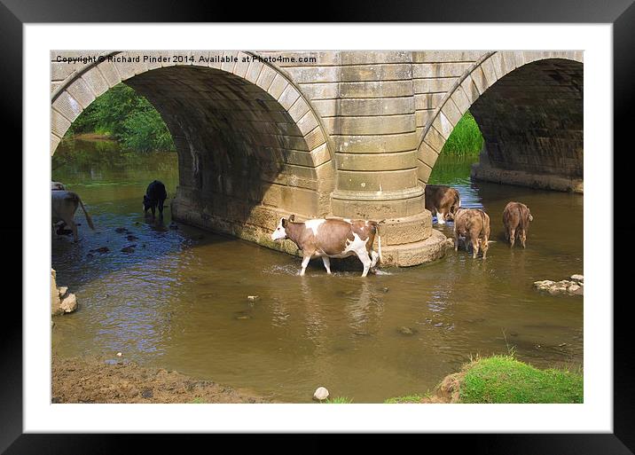  Cows Paddling in a River Framed Mounted Print by Richard Pinder