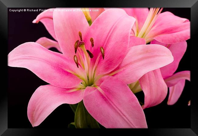  Oriental Pink Lilly Framed Print by Richard Pinder
