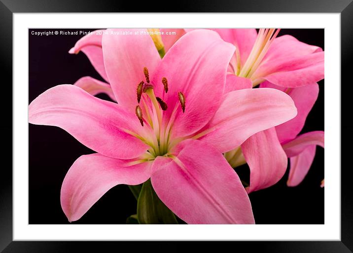  Oriental Pink Lilly Framed Mounted Print by Richard Pinder
