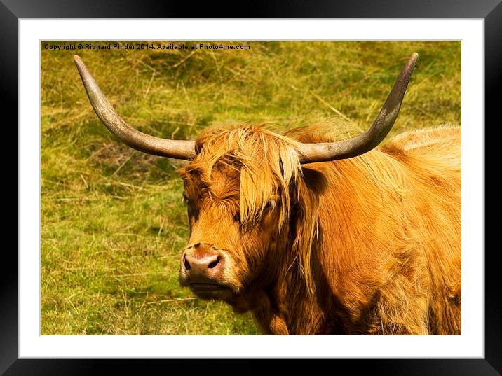   Highland Cow Framed Mounted Print by Richard Pinder