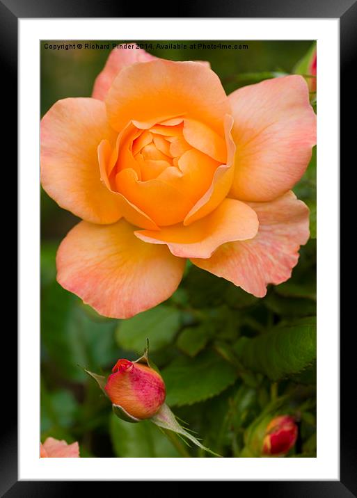  Yellow Peace Rose Framed Mounted Print by Richard Pinder