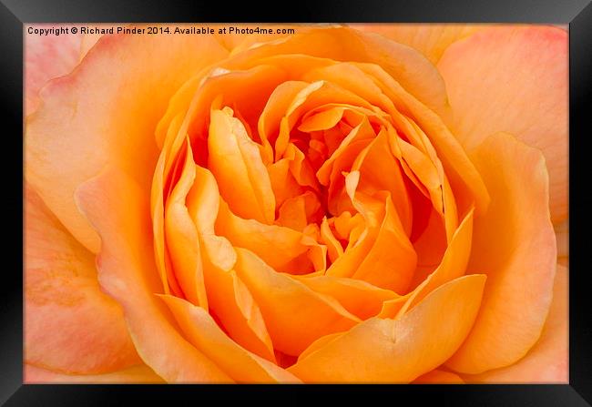 Beautiful Yellow Peace Rose  Framed Print by Richard Pinder