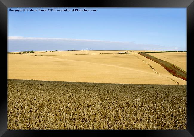  Yorkshire Wolds at Harvest Time Framed Print by Richard Pinder