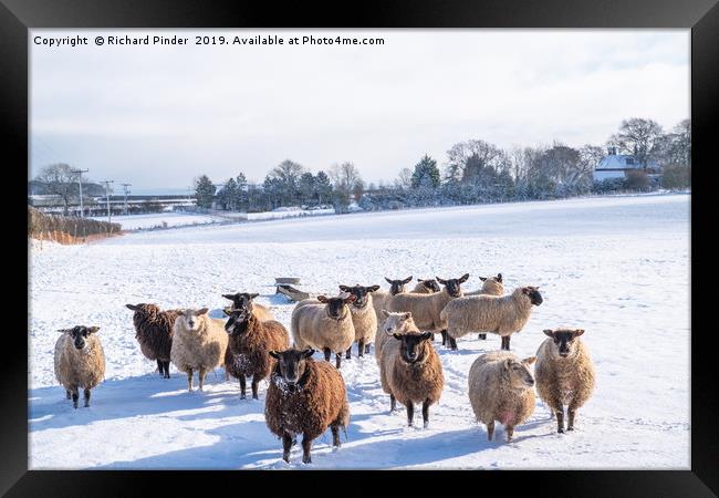 Winter Sheep. Framed Print by Richard Pinder