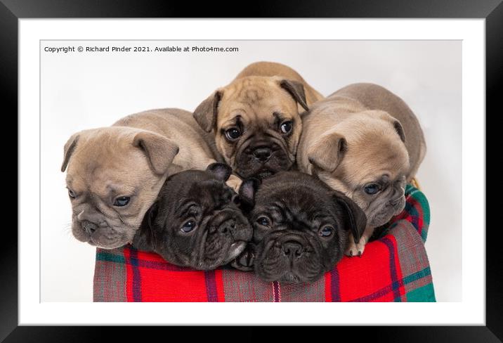 French Bulldog Puppies Framed Mounted Print by Richard Pinder