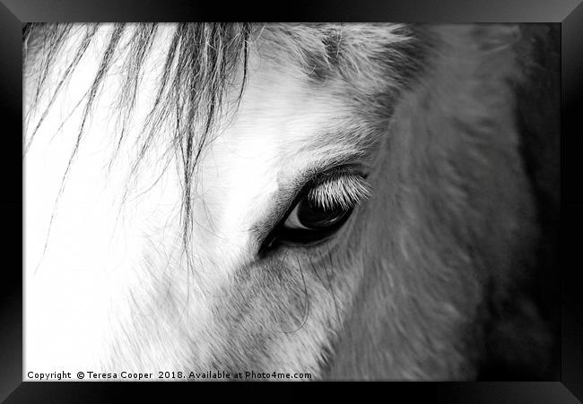 The eye of a white horse - Mirror to the soul Framed Print by Teresa Cooper