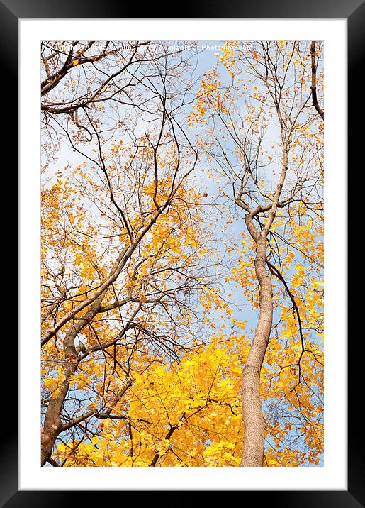 autumn leaves on trees Framed Mounted Print by Arletta Cwalina