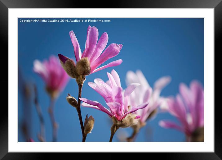 Vibrant pink Magnolia flowers Framed Mounted Print by Arletta Cwalina