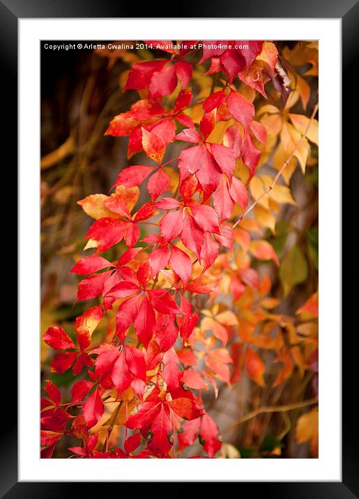 Vitaceae family red plant, autumn colors Framed Mounted Print by Arletta Cwalina