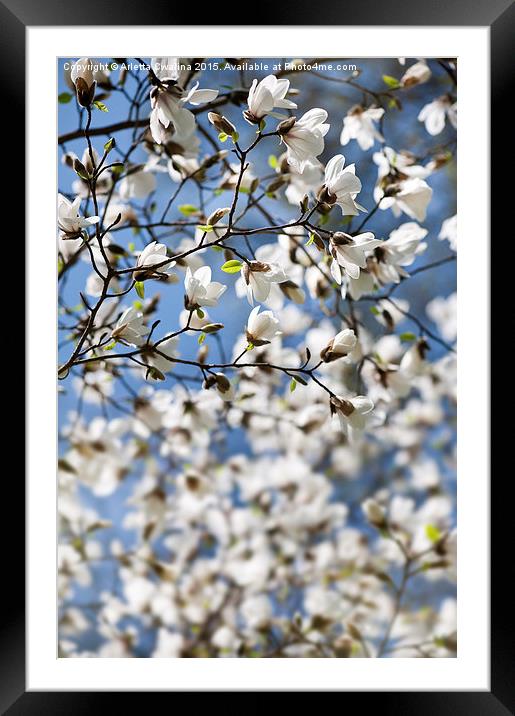 Magnolia spring bloom flowers Framed Mounted Print by Arletta Cwalina