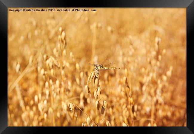 Odonata or dragonfly on oat Framed Print by Arletta Cwalina