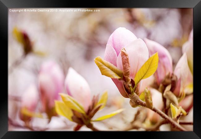 Magnolia beauty flowering in spring Framed Print by Arletta Cwalina