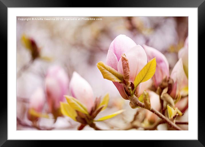 Magnolia beauty flowering in spring Framed Mounted Print by Arletta Cwalina