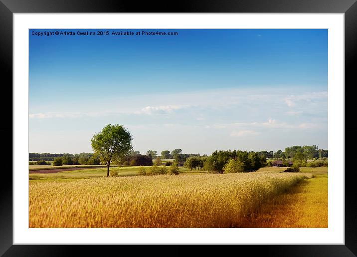 Rural wheat field view Framed Mounted Print by Arletta Cwalina