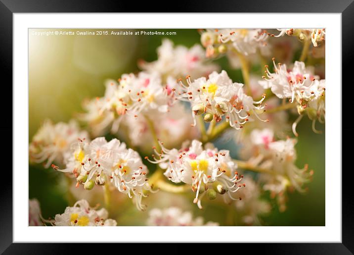 chestnut tree blossoms anthers Framed Mounted Print by Arletta Cwalina