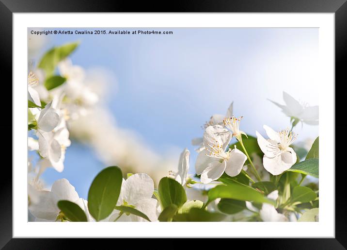 Flowering Cerasus cherry tree Framed Mounted Print by Arletta Cwalina