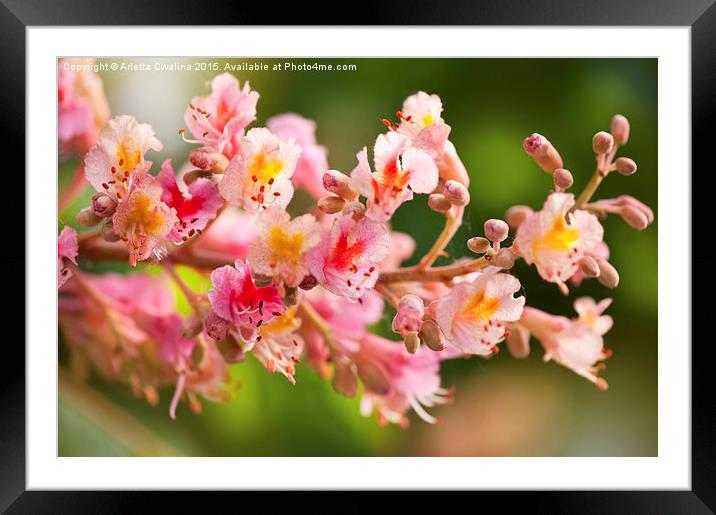 red chestnut tree blossoms Framed Mounted Print by Arletta Cwalina