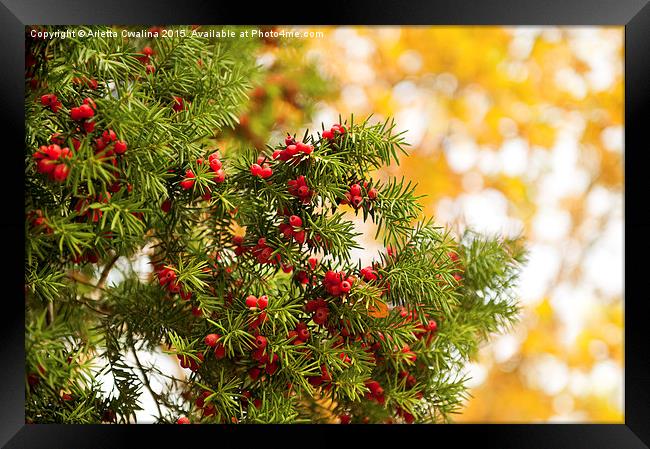 Yew red fruits bunch grow Framed Print by Arletta Cwalina