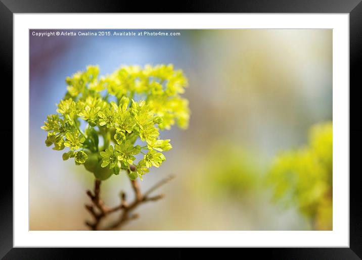 Acer blooming twig detail Framed Mounted Print by Arletta Cwalina