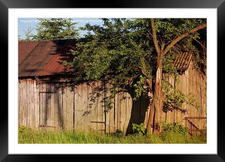 Abandoned old wooden shack Framed Mounted Print by Arletta Cwalina