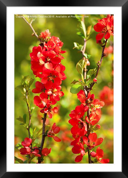 Chaenomeles shrub red flowering Framed Mounted Print by Arletta Cwalina