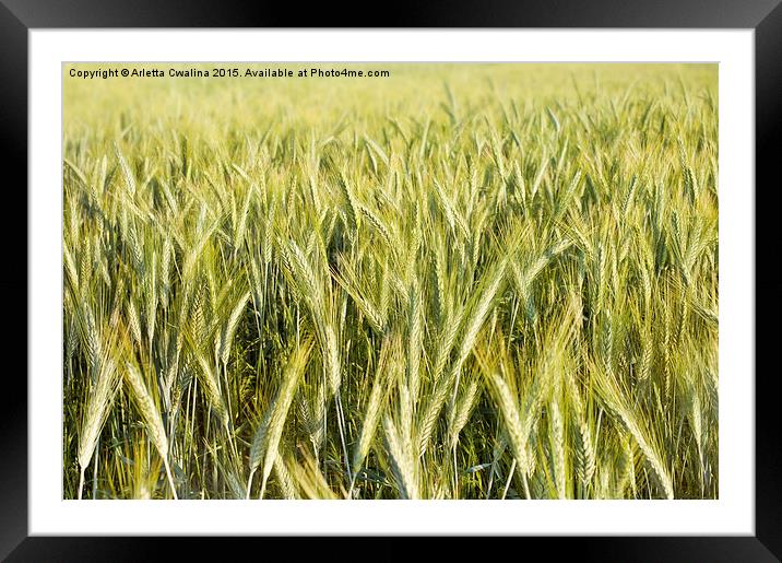 Spring green cereal plants Framed Mounted Print by Arletta Cwalina