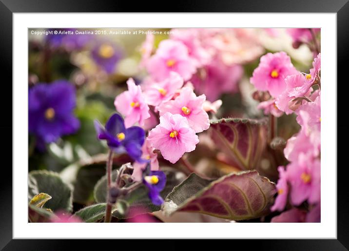 Saintpaulia ionantha flowering bunch Framed Mounted Print by Arletta Cwalina