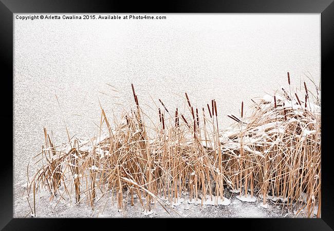 Typha reeds at frozen lake Framed Print by Arletta Cwalina