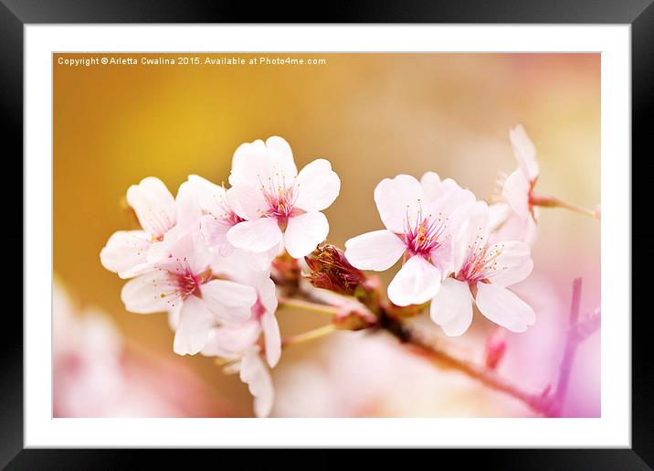 fairy cherry tree flowers detail Framed Mounted Print by Arletta Cwalina