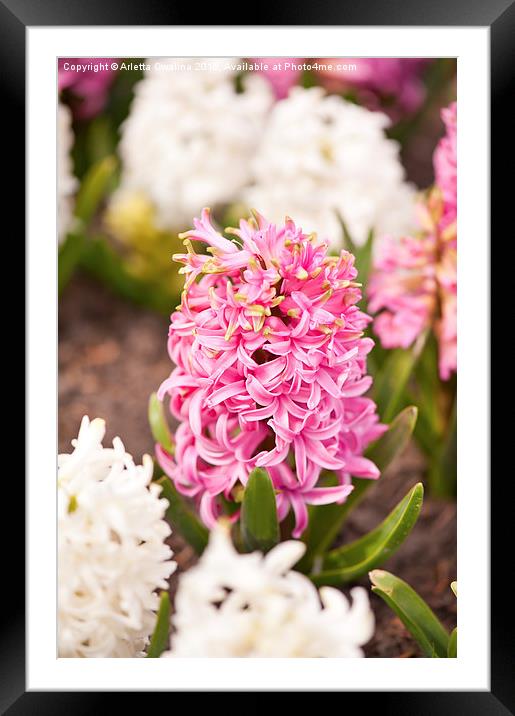 Hyacinthus flowering cluster Framed Mounted Print by Arletta Cwalina