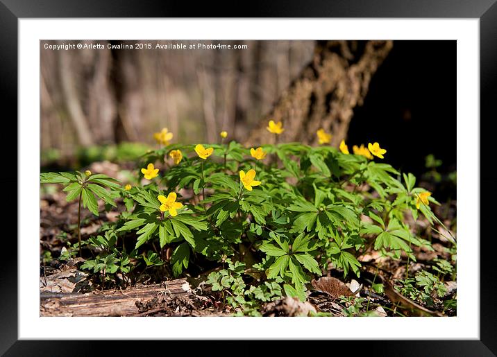 Anemone ranunculoides yellow flowering Framed Mounted Print by Arletta Cwalina