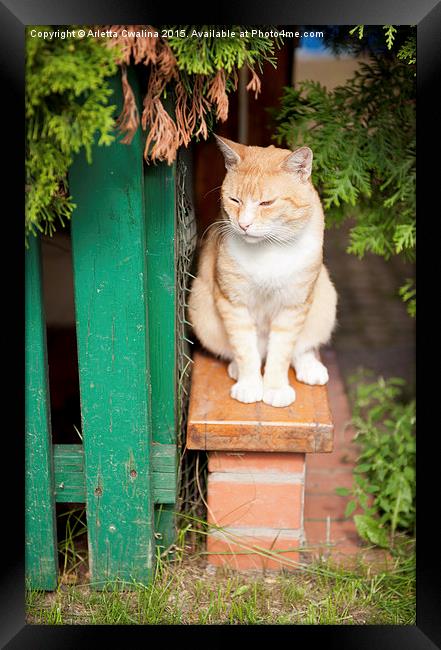 stray waif red cat sitting Framed Print by Arletta Cwalina