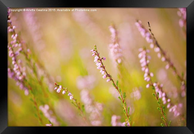 Soft focus of pink heather macro  Framed Print by Arletta Cwalina