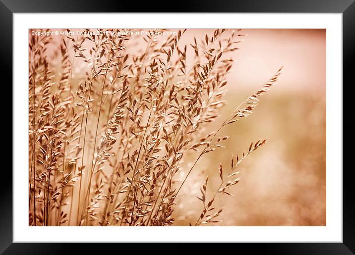Bunch of sepia toned grass inflorescence  Framed Mounted Print by Arletta Cwalina