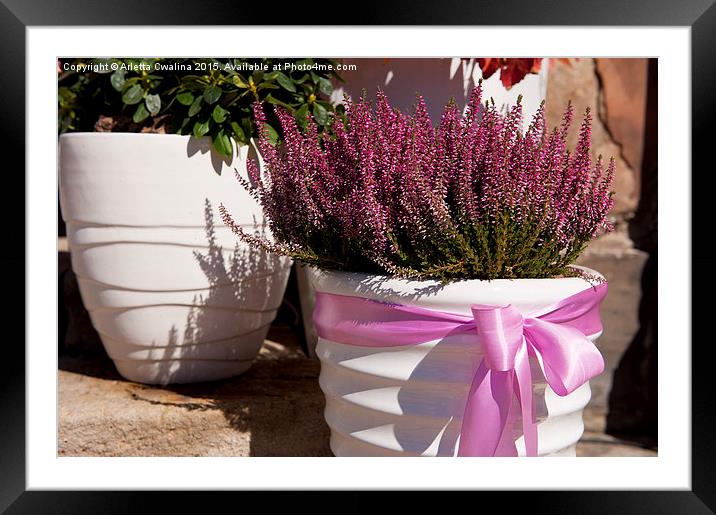 ling plant grow in white flowerpot with pink bow Framed Mounted Print by Arletta Cwalina