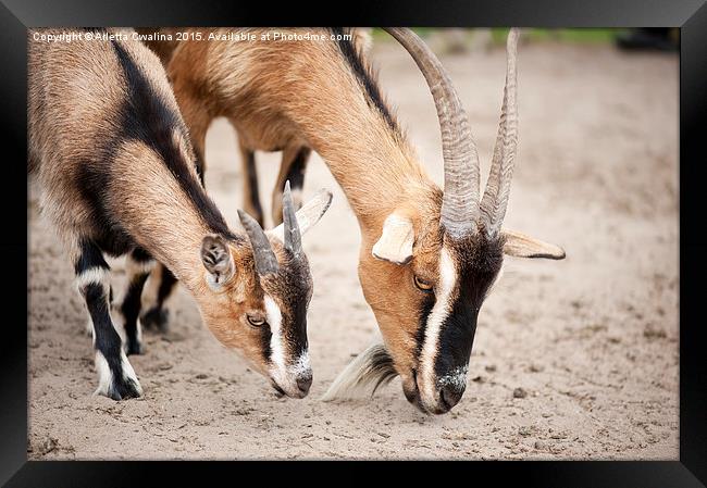 brown domesticated goats eating Framed Print by Arletta Cwalina