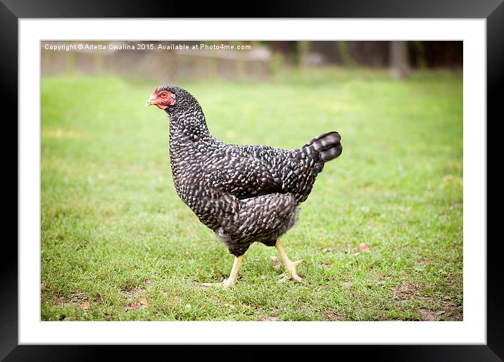 black and white patchy plymouth rock chicken  Framed Mounted Print by Arletta Cwalina