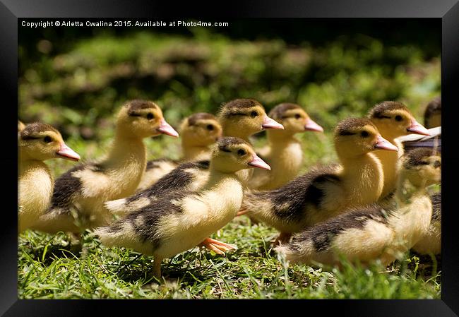 Yellow Muscovy duck ducklings running fast  Framed Print by Arletta Cwalina