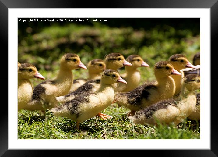 Yellow Muscovy duck ducklings running fast  Framed Mounted Print by Arletta Cwalina