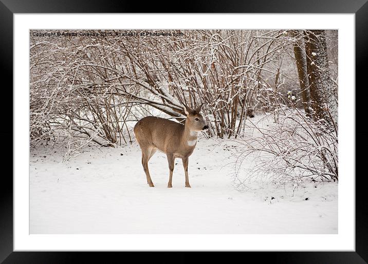 doe search food in snow Framed Mounted Print by Arletta Cwalina