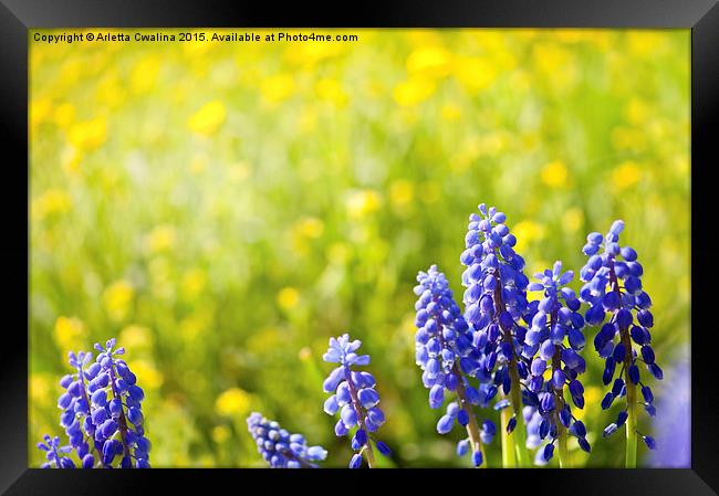 Blue Muscari Mill bunches of grapes Framed Print by Arletta Cwalina