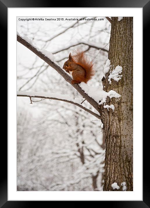 Squirrel sitting on twig in snow and eating Framed Mounted Print by Arletta Cwalina