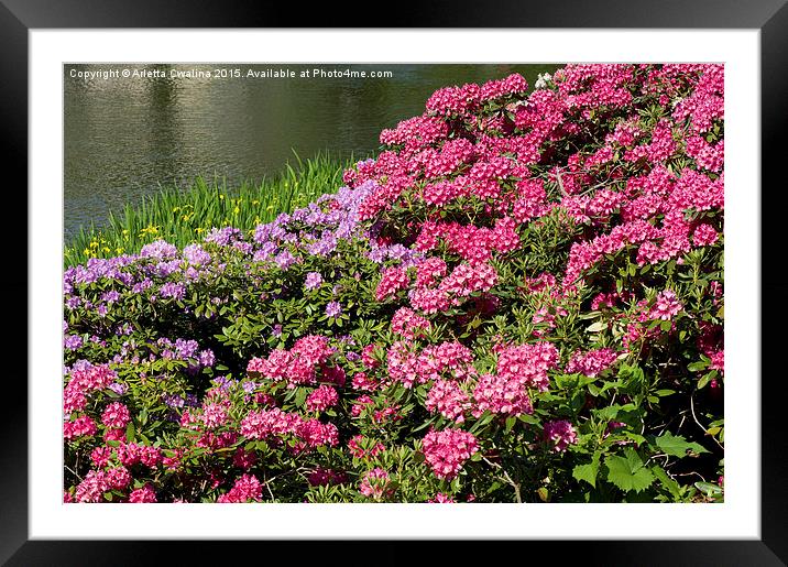 Rhododendron named Azalea abloom Framed Mounted Print by Arletta Cwalina