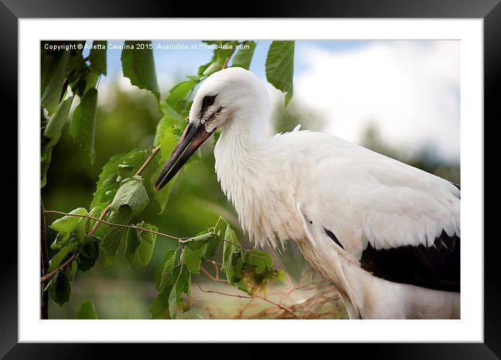 White Stork or Ciconia ciconia child Framed Mounted Print by Arletta Cwalina