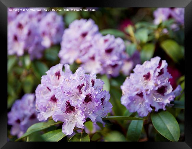 Rhododendron called Azalea purple flowers  Framed Print by Arletta Cwalina