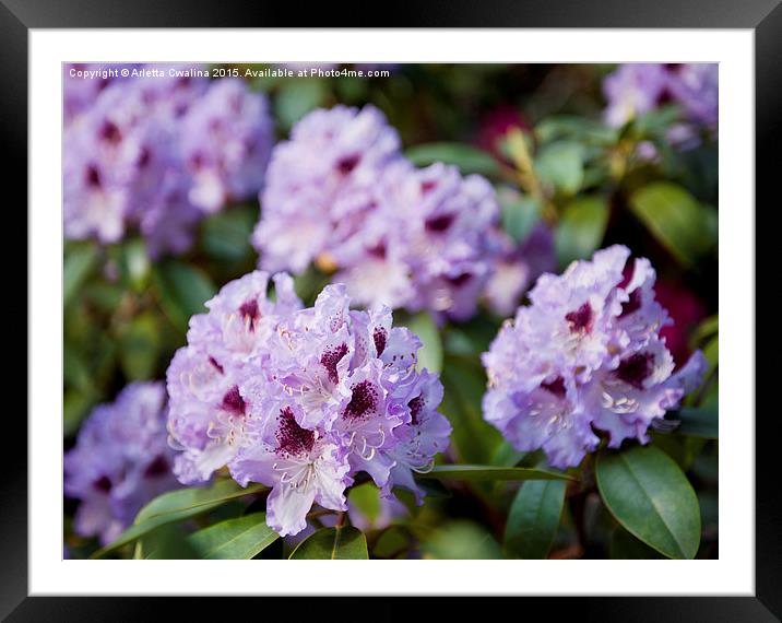 Rhododendron called Azalea purple flowers  Framed Mounted Print by Arletta Cwalina