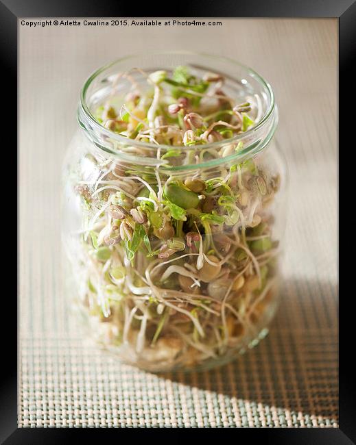 Many cereal sprouts growing in glass jar  Framed Print by Arletta Cwalina