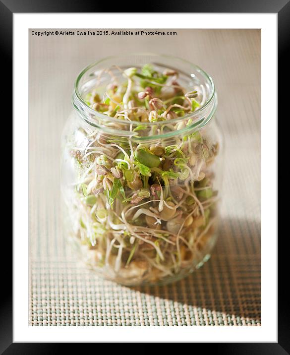Many cereal sprouts growing in glass jar  Framed Mounted Print by Arletta Cwalina