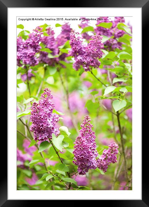 Purple Syringa vulgaris or lilac bush detail  Framed Mounted Print by Arletta Cwalina